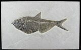 Sweet Diplomystus Fossil Fish - Wyoming #21870-1